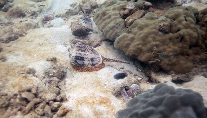 underwater world - cone snail