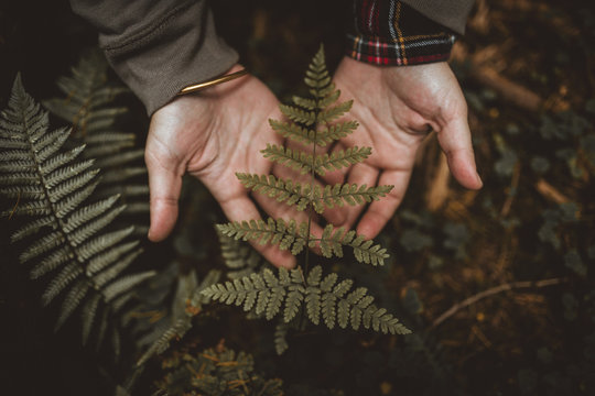 Person holding fern leaf