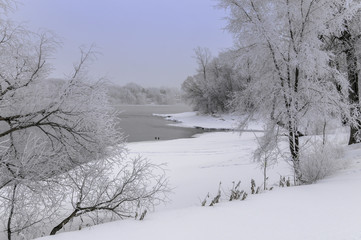 Snow covered tree with open water on Mississippi  river
