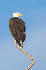 Bald Ealge in Virginia perched on branch.