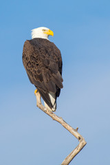 Bald Ealge in Virginia perched on branch.