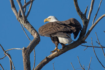Bald Ealge in Virginia perched on branch about to take flight.