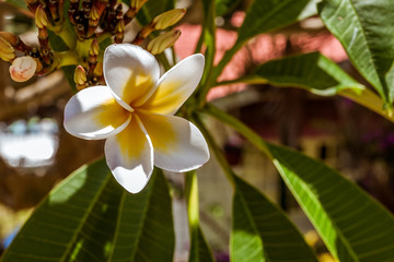Frangipani flowers (plumeria)