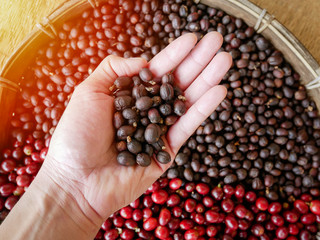 dried berries coffee beans in hand ,coffee beans berries drying with sun natural process