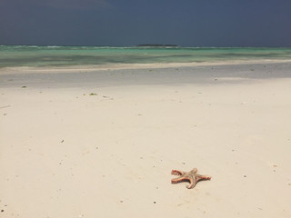 starfish on a beautiful beach and tropical sea in Zanzibar island, Tanzania Africa