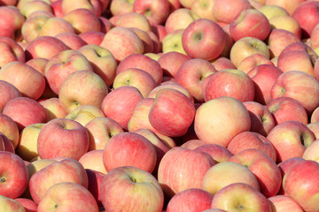 The ripe apples are in the tree