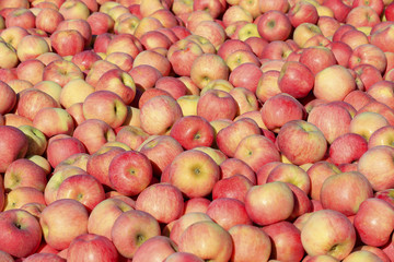 The ripe apples are in the tree