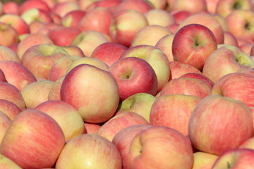 Fototapeta na wymiar The ripe apples are in the tree