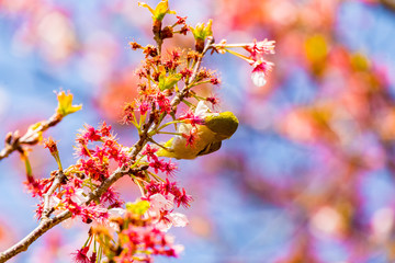 The Japanese White-eye.The background is cherry blossoms. Located in Tokyo Prefecture Japan.
