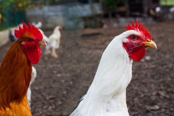 Brown chicken and white Leghorn chicken heads close-up