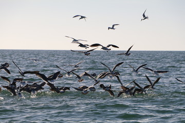 Birds Diving in the Gulf of Mexico - 182854202