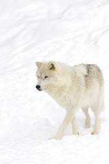 Obraz premium Arctic wolf (Canis lupus arctos) isolated on a white background walking in the winter snow in Canada