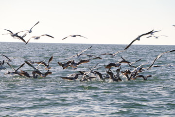 Birds Diving into the Ocean - 182854222