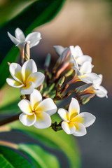 Frangipani flowers (plumeria)