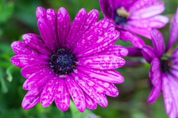 Fototapeta premium Close-up of purple Osteospermum, or African daisy, flowers after the rain