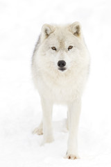 Obraz na płótnie Canvas Arctic wolf (Canis lupus arctos) isolated on a white background walking in the winter snow in Canada