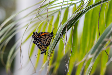 Monarch Butterflies Mating on a Palm Leaf - 182854498