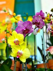 Yellow and Purple Orchids in Pots - 182854645
