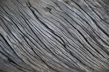 Drift Wood Texture Found in Arid Landscape