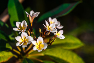 Obraz premium Frangipani flowers (plumeria)