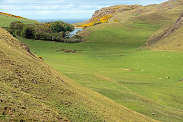 Schafweide am Naturreservat St.Abbs Head Schottland