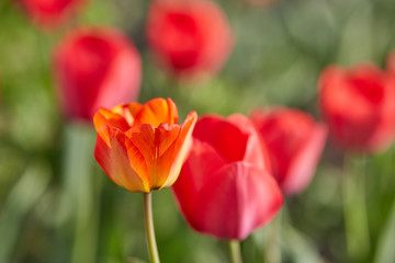 Tulip flowers in close up