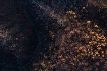 aerial view of the autumn forest