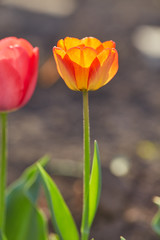Fototapeta premium Tulip flowers in close up