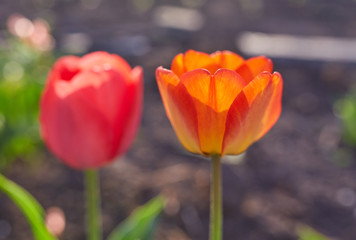 Tulip flowers in close up