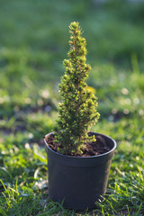 Cypress. Pine in a pot on the green grass
