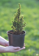 Cypress. Pine in a pot in the hands