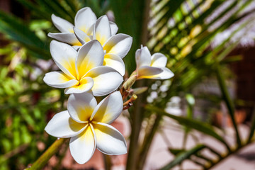 Frangipani flowers (plumeria)
