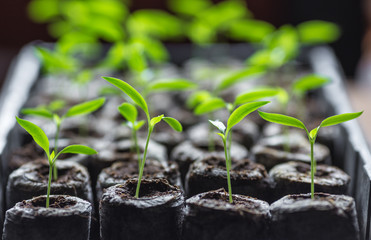 Young fresh seedling stands in plastic pots. cucumber plantation. cultivation of cucumbers in greenhouse.