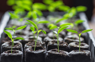 Young fresh seedling stands in plastic pots. cucumber plantation. cultivation of cucumbers in greenhouse.
