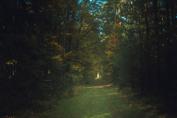 Forest path in sunlight in autumn forest.