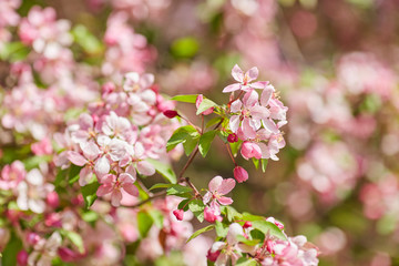 The beautiful blooming branch