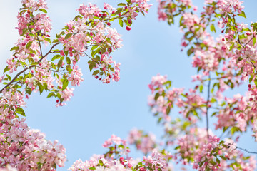 The beautiful blooming branch