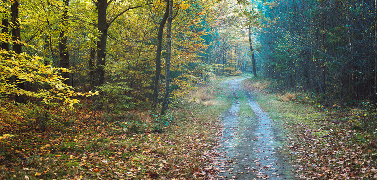 Tire track of car in deciduous autumn forest. © ysbrandcosijn