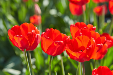 Tulip flowers in close up