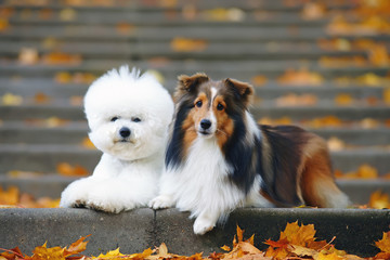 Fototapeta na wymiar Bichon Frise dog and tricolor Sheltie dog lying together outside on the steps in autumn