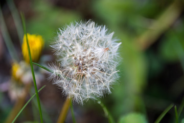 Wild flowers in garden