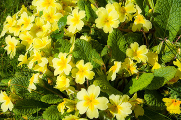 Primroses outdoors