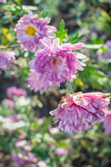 pink flowers after frost