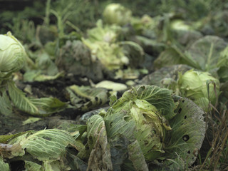 Weather Damaged Cabbages