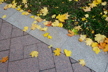 Fallen leaves in autumn