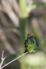 colibrí sobre una rama © mariotarante