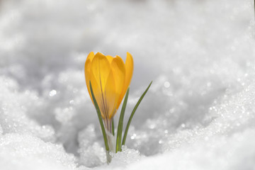 Fototapeta na wymiar Crocus yellow blossoms from under the snow. A beautiful spring flower.