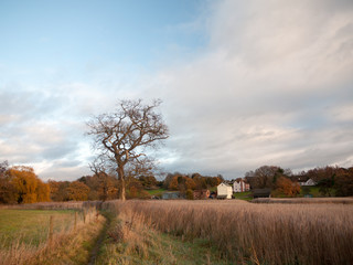 Fototapeta premium autumn bare branch trees landscape fall reeds golden reeds