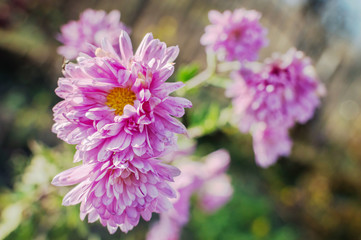 pink flowers after frost