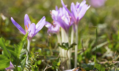Fototapeta premium Blooming purple colchicum autumnale macro on natural background.Violet colchicum flowers growing in garden